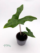 Alocasia nycteris ‘Batwing’ - Florigera