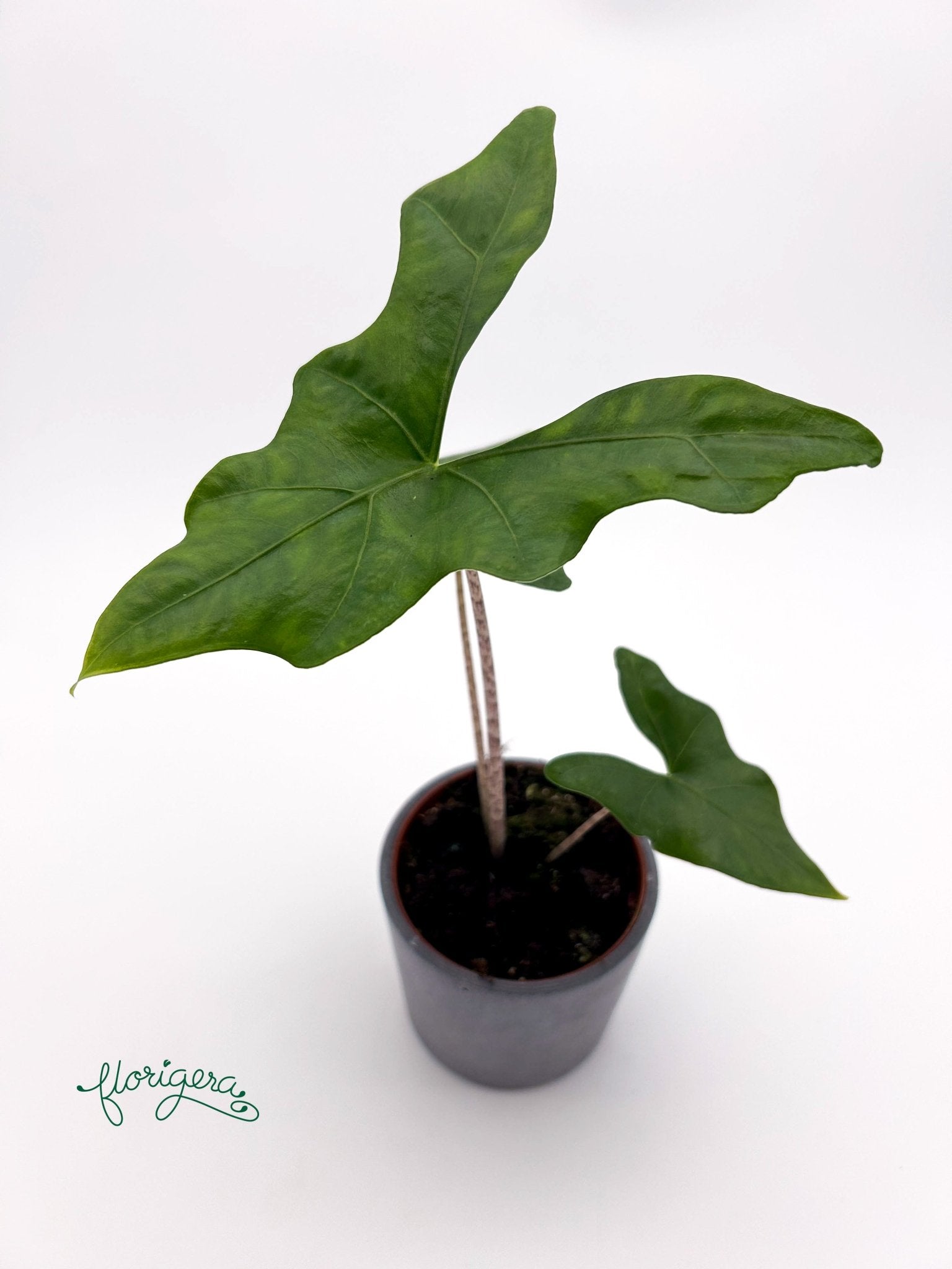 Alocasia nycteris ‘Batwing’ - Florigera