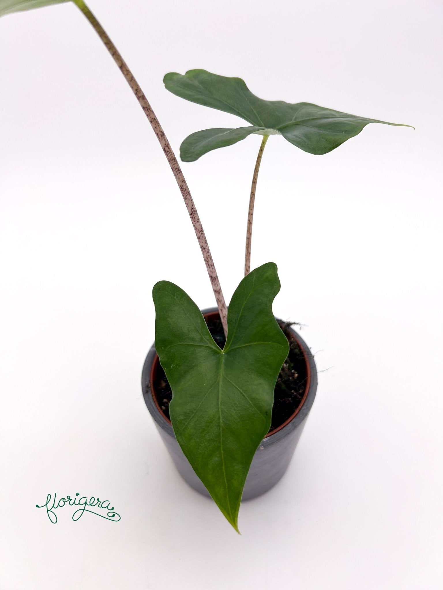 Alocasia nycteris ‘Batwing’ - Florigera