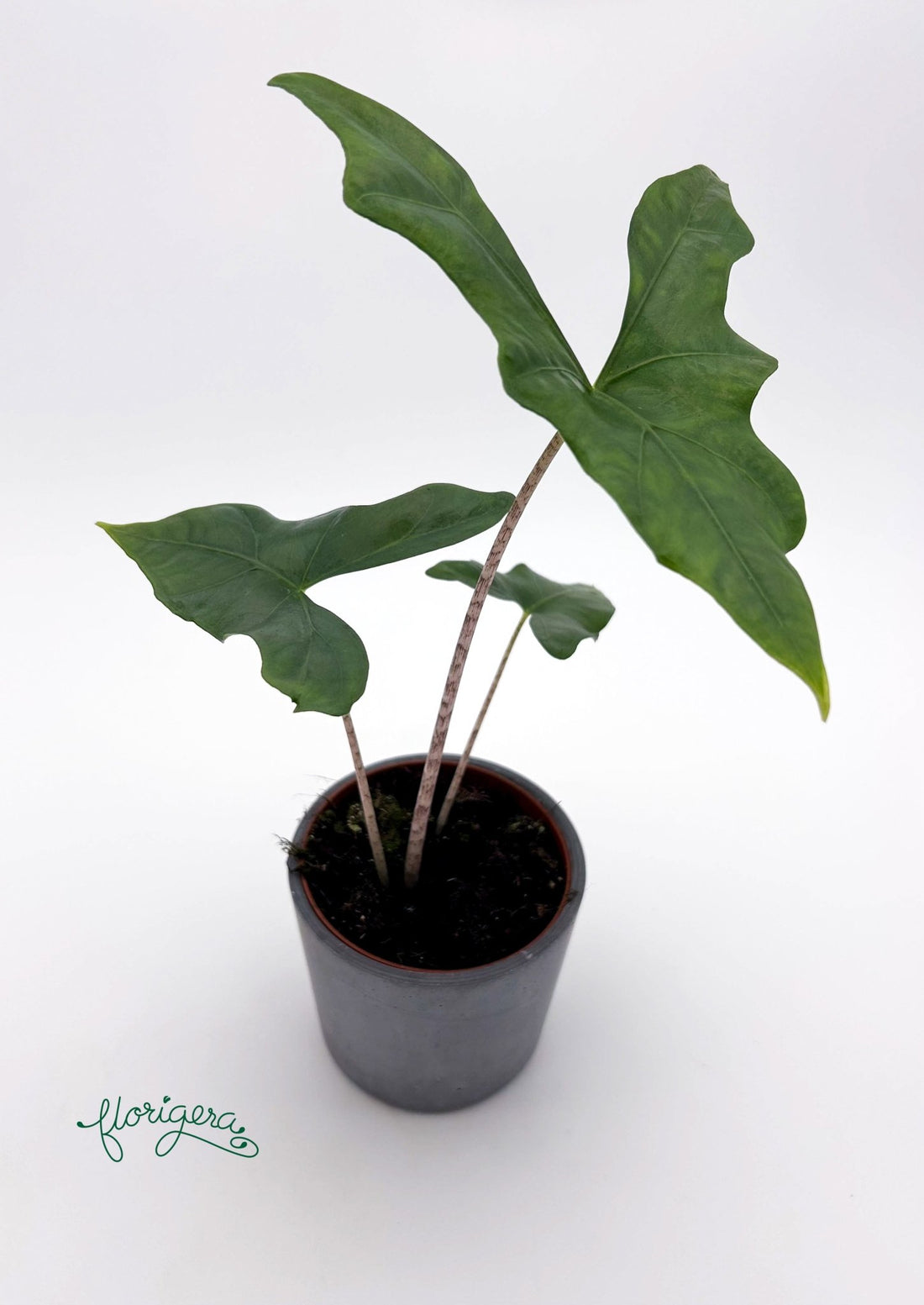 Alocasia nycteris ‘Batwing’ - Florigera