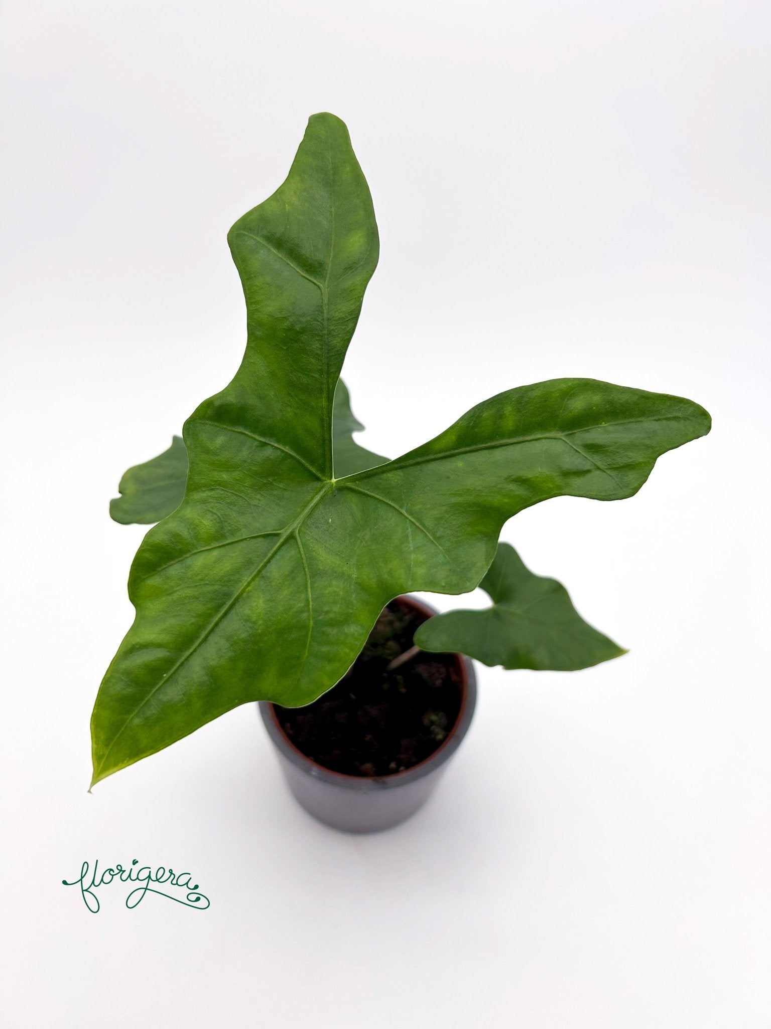 Alocasia nycteris ‘Batwing’ - Florigera