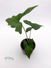 Alocasia nycteris ‘Batwing’ - Florigera