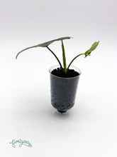 Alocasia nycteris &