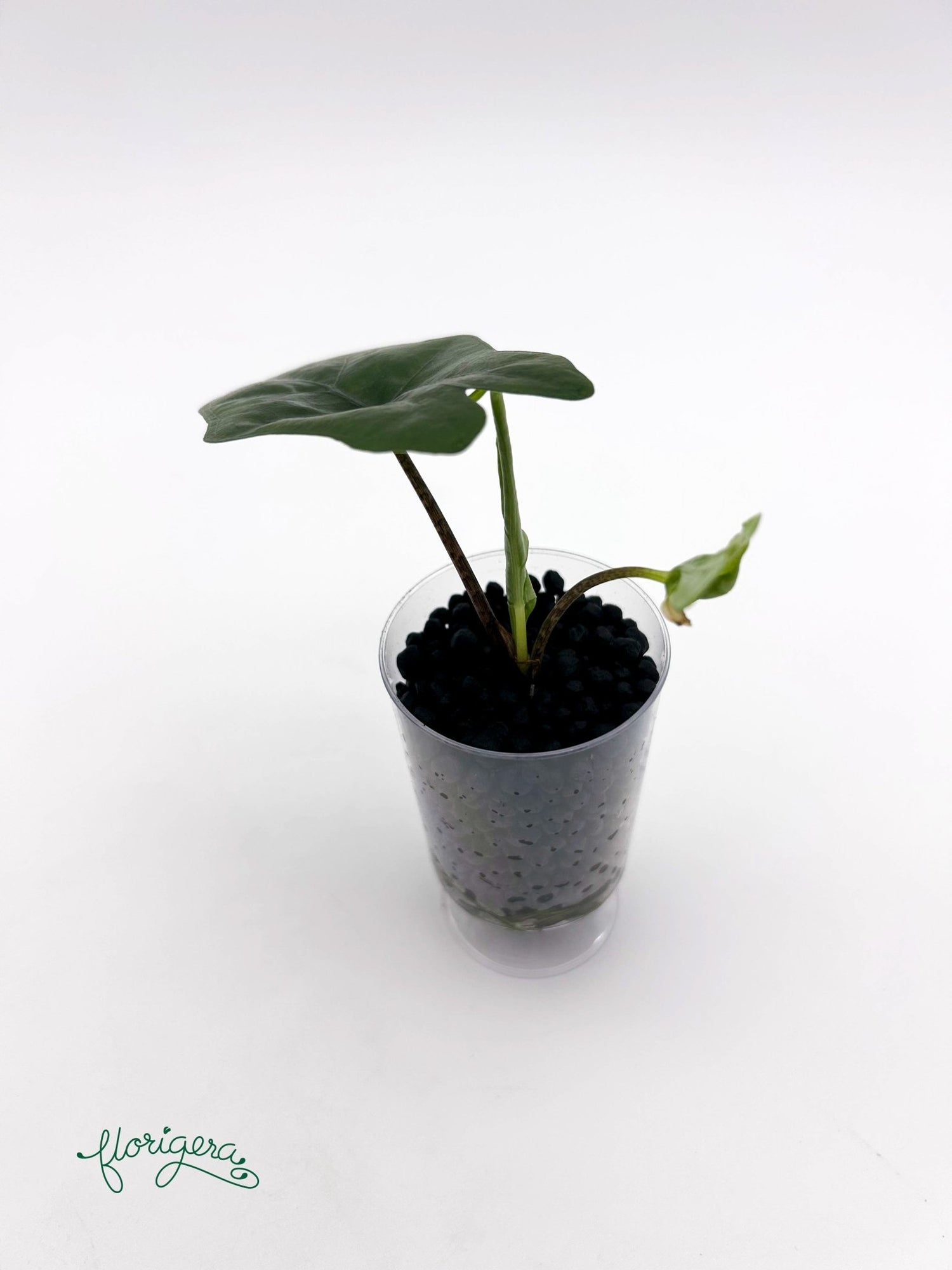 Alocasia nycteris &