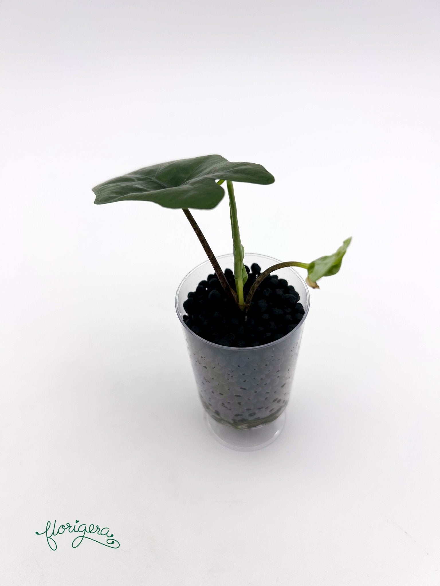 Alocasia nycteris &