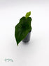 Alocasia nycteris &
