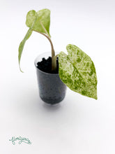 Alocasia odora Batik Variegata - baby rastlinka - Florigera
