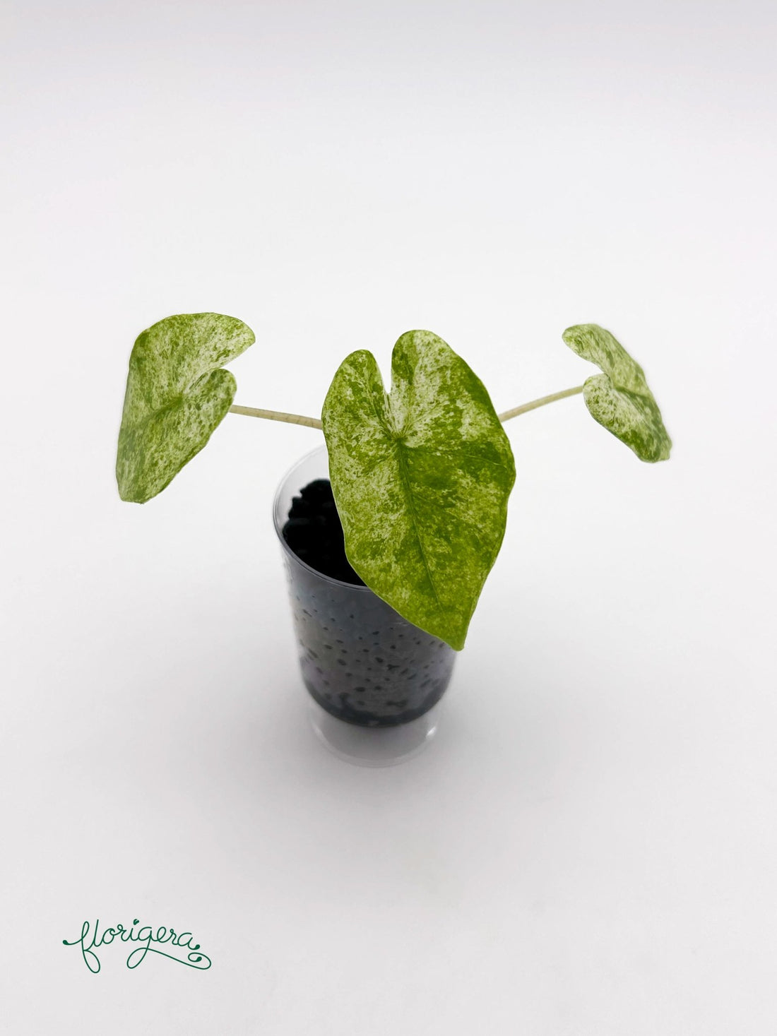 Alocasia odora Batik Variegata - baby rastlinka - Florigera