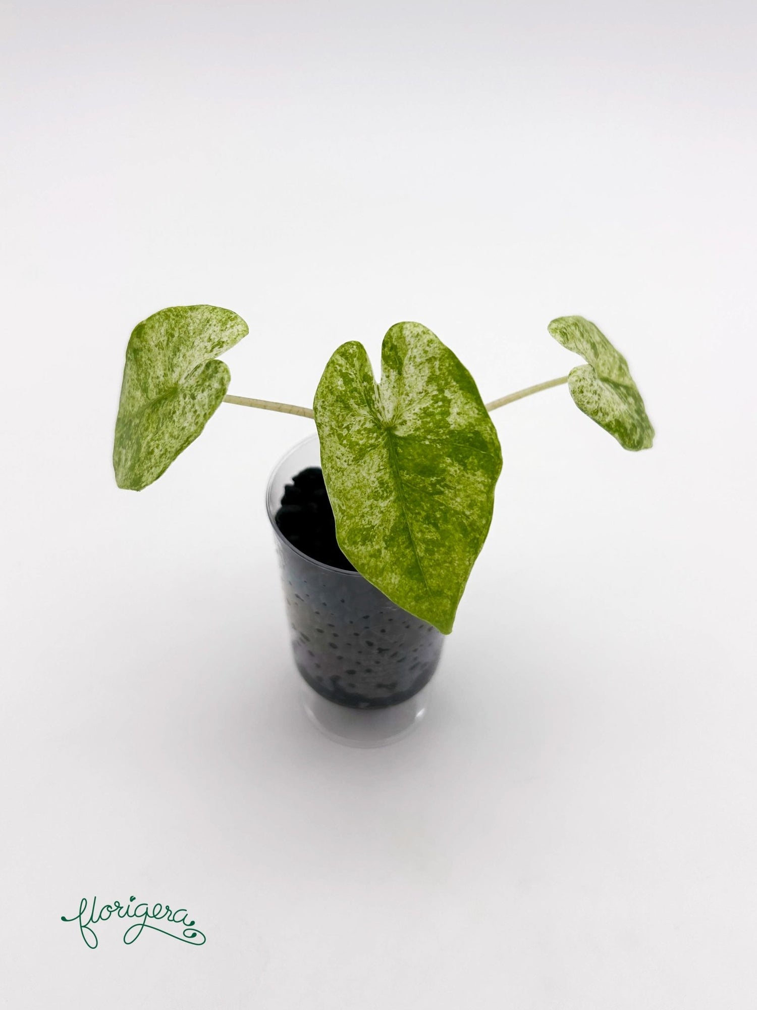 Alocasia odora Batik Variegata - baby rastlinka - Florigera