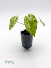 Alocasia odora Batik Variegata - baby rastlinka - Florigera