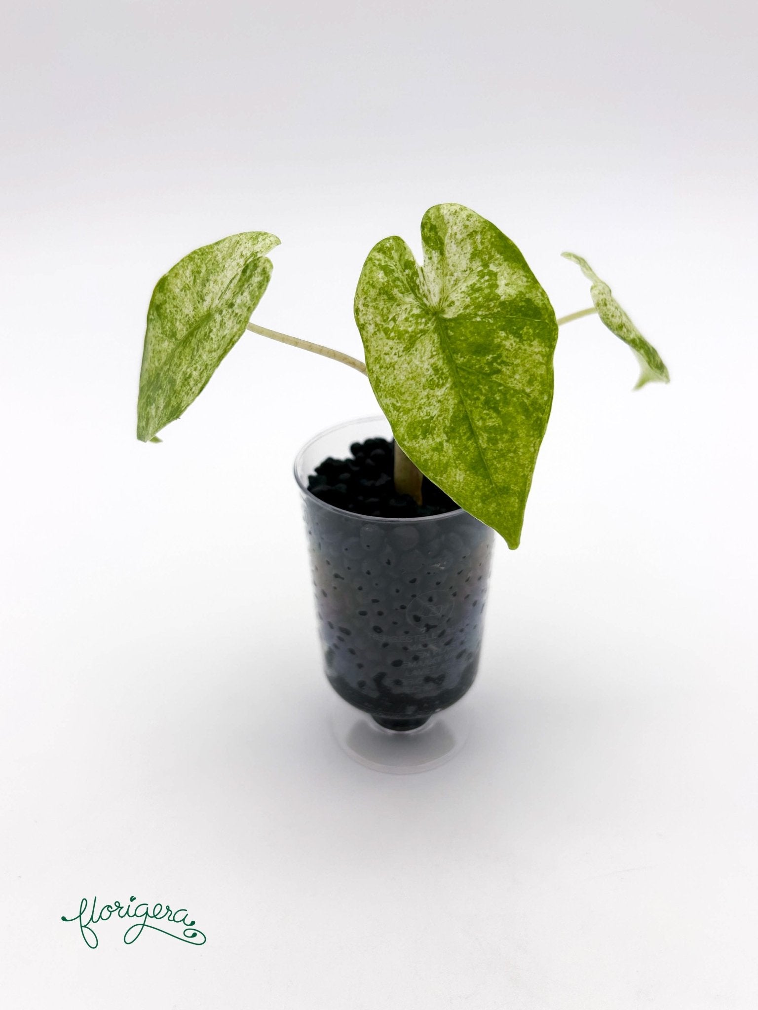 Alocasia odora Batik Variegata - baby rastlinka - Florigera