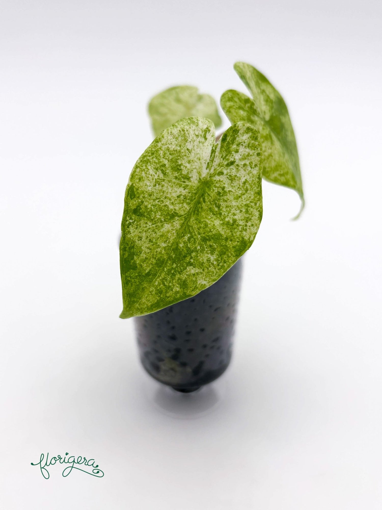 Alocasia odora Batik Variegata - baby rastlinka - Florigera