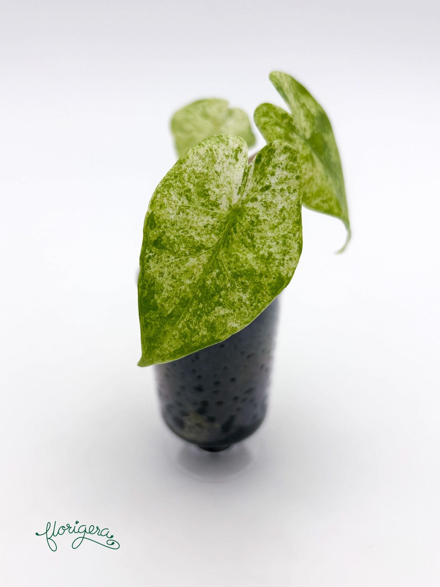 Alocasia odora Batik Variegata - baby rastlinka - Florigera