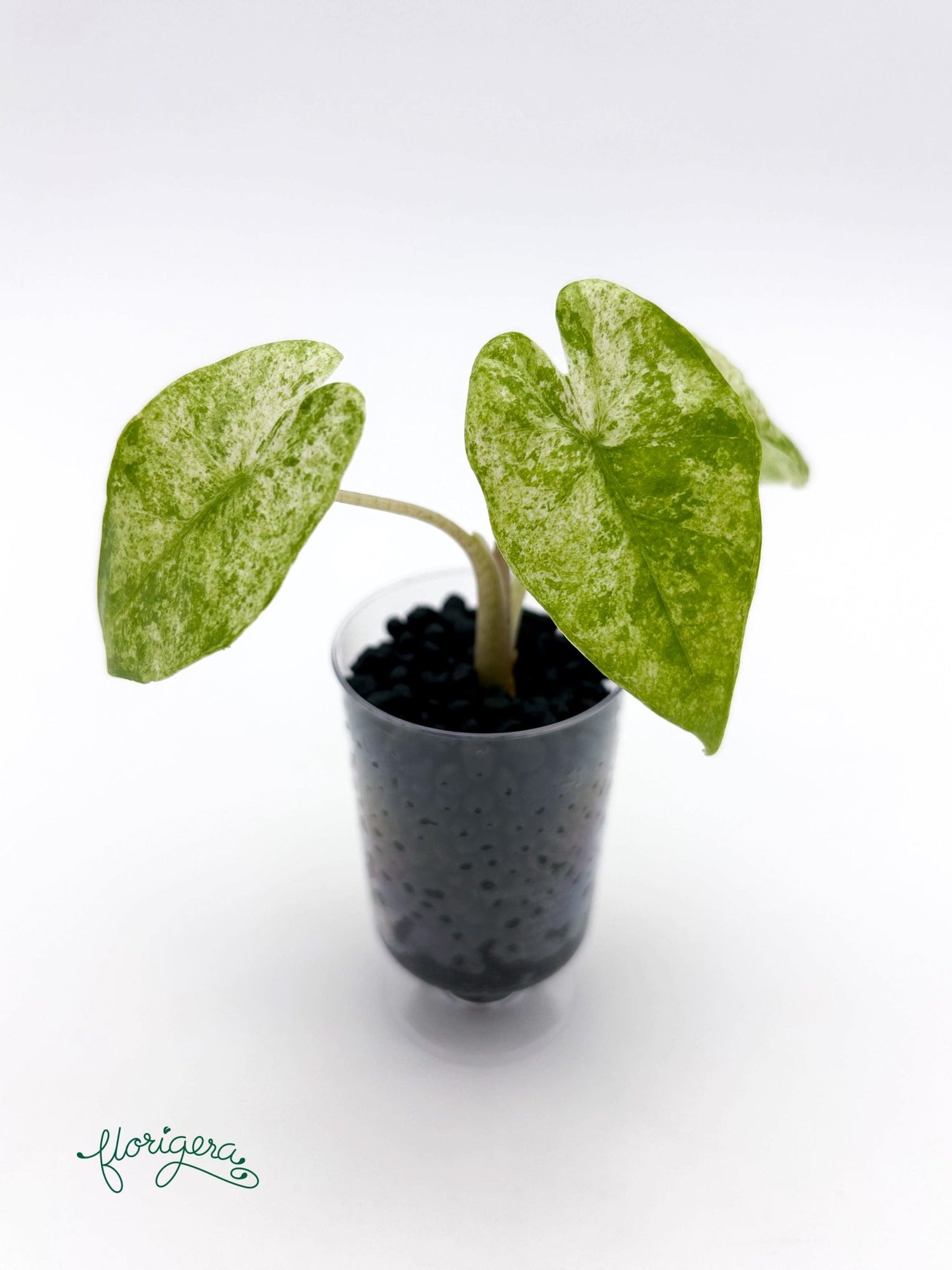 Alocasia odora Batik Variegata - baby rastlinka - Florigera