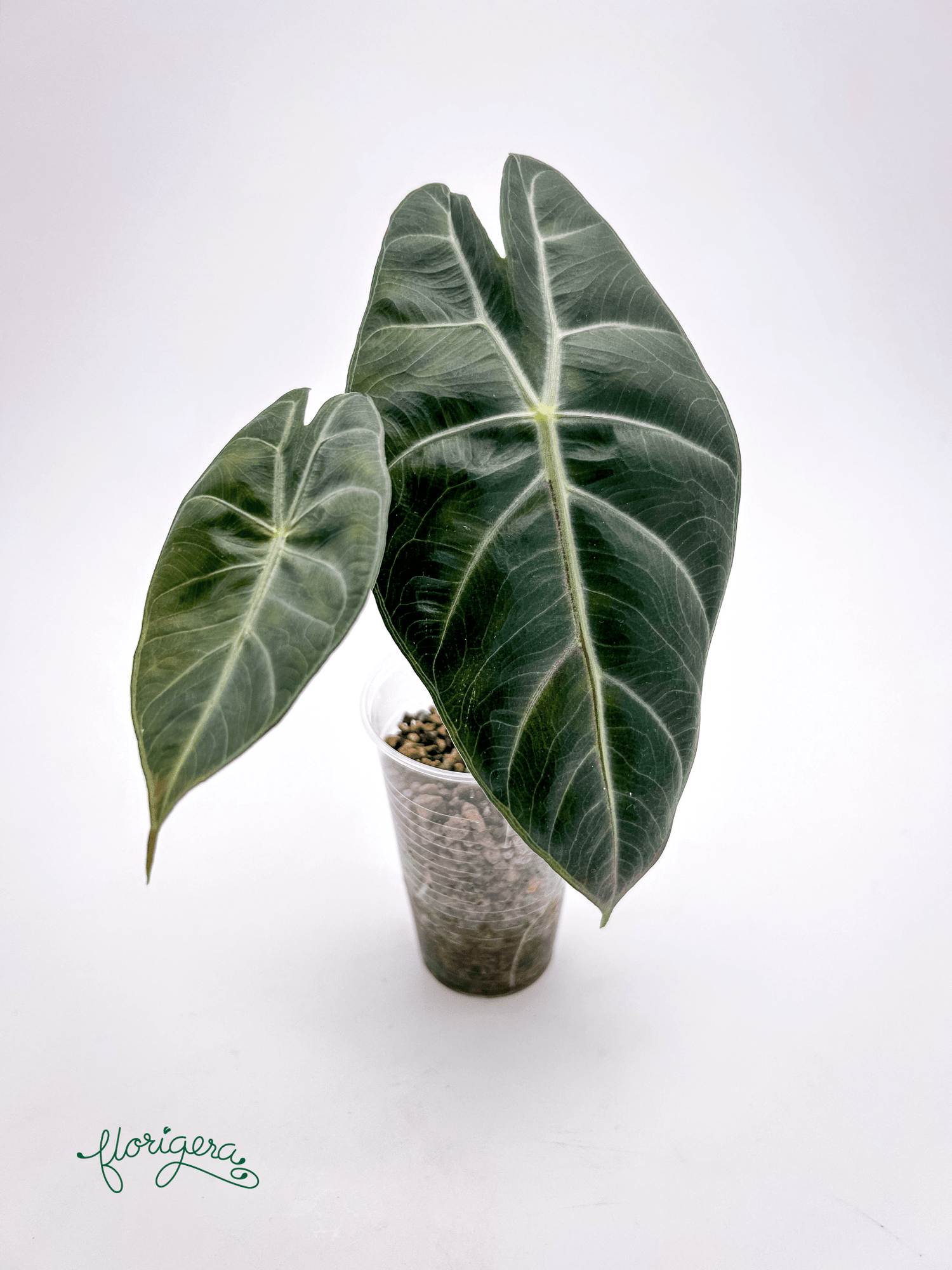 Alocasia &
