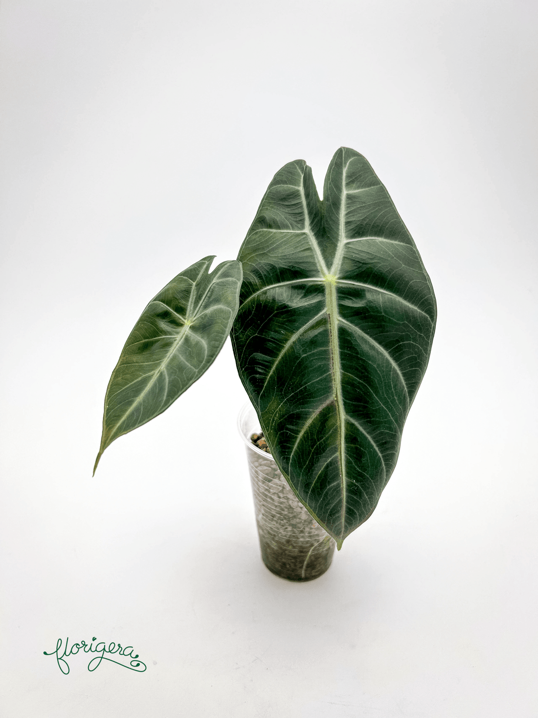 Alocasia &