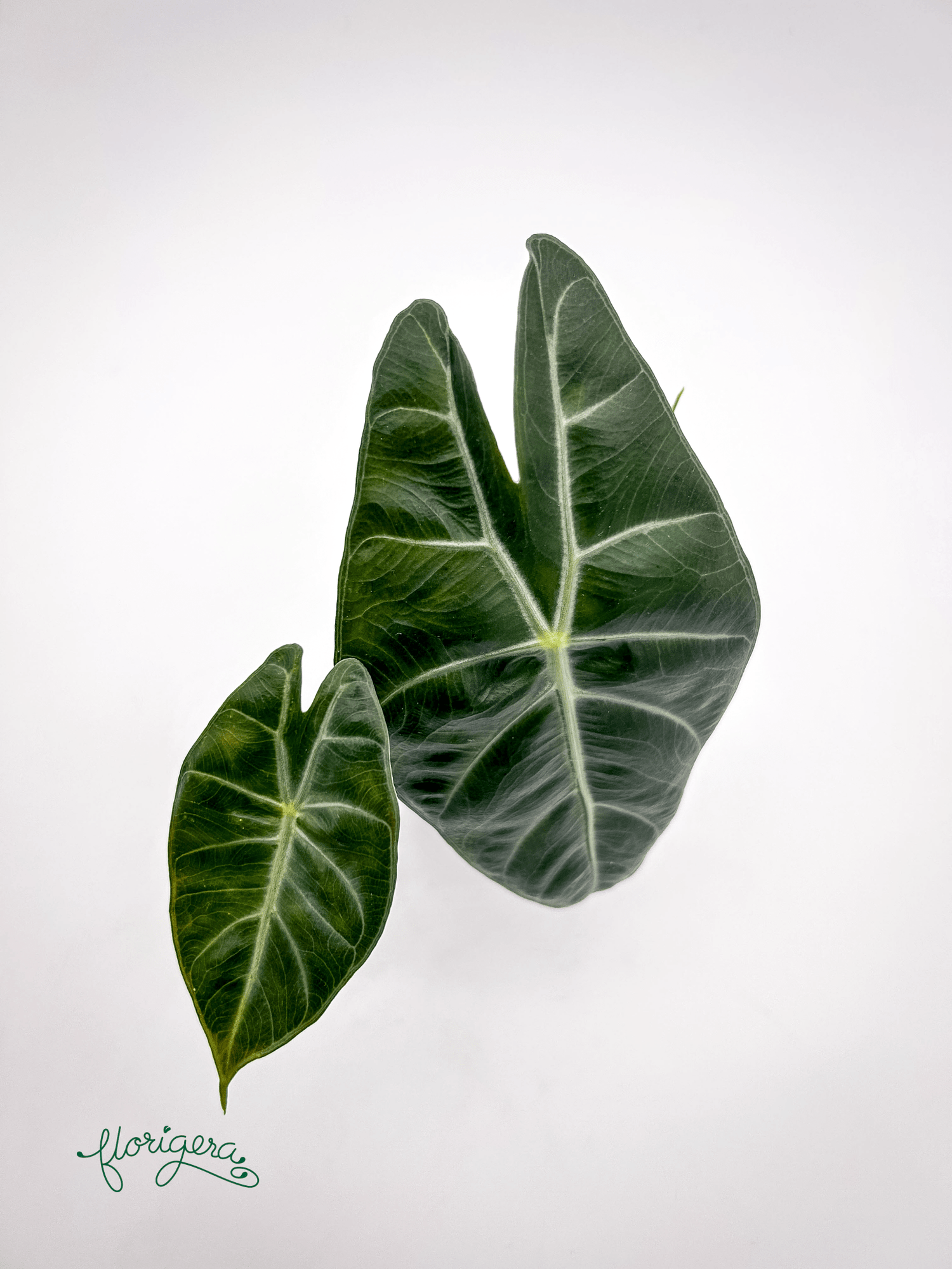 Alocasia &