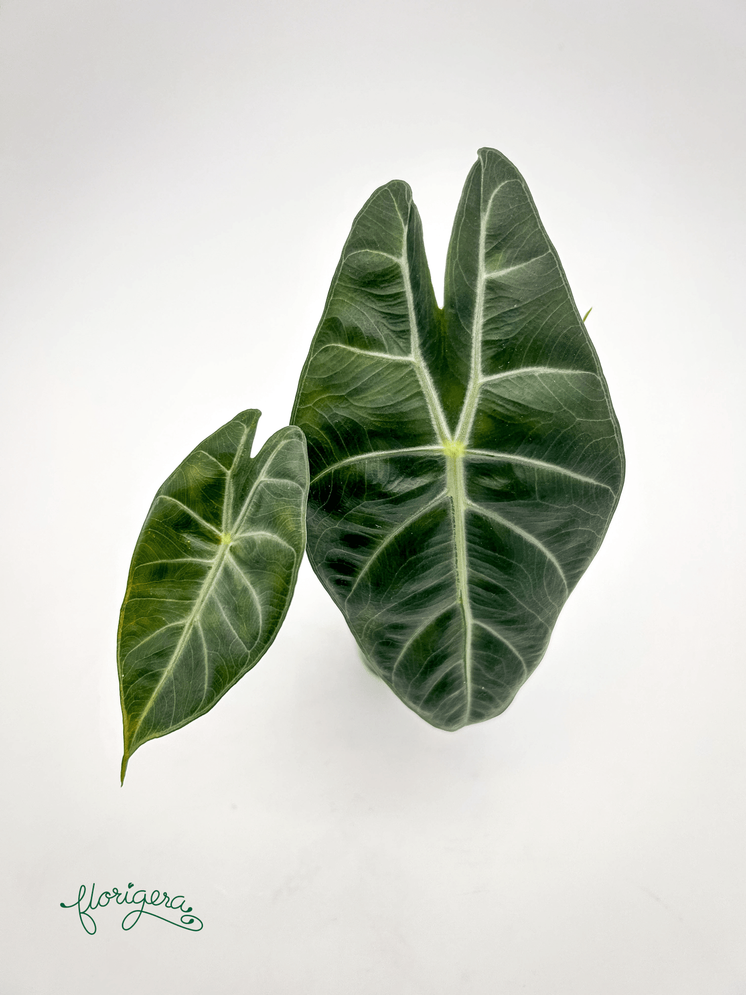Alocasia &