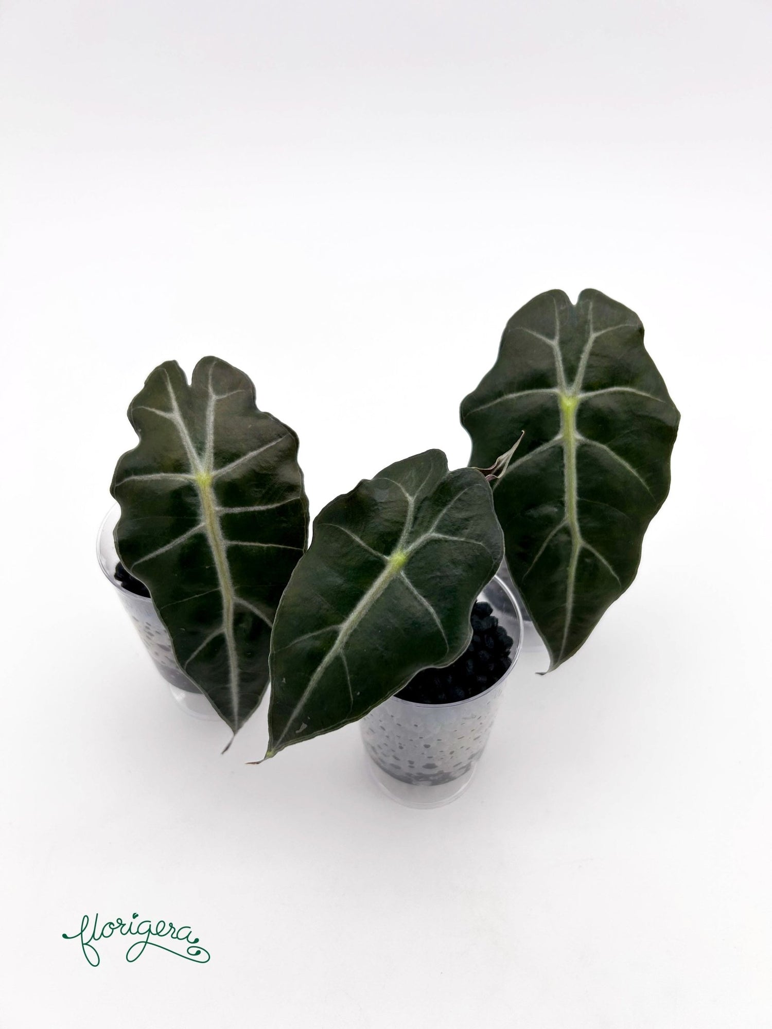 Alocasia &