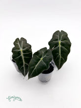 Alocasia &