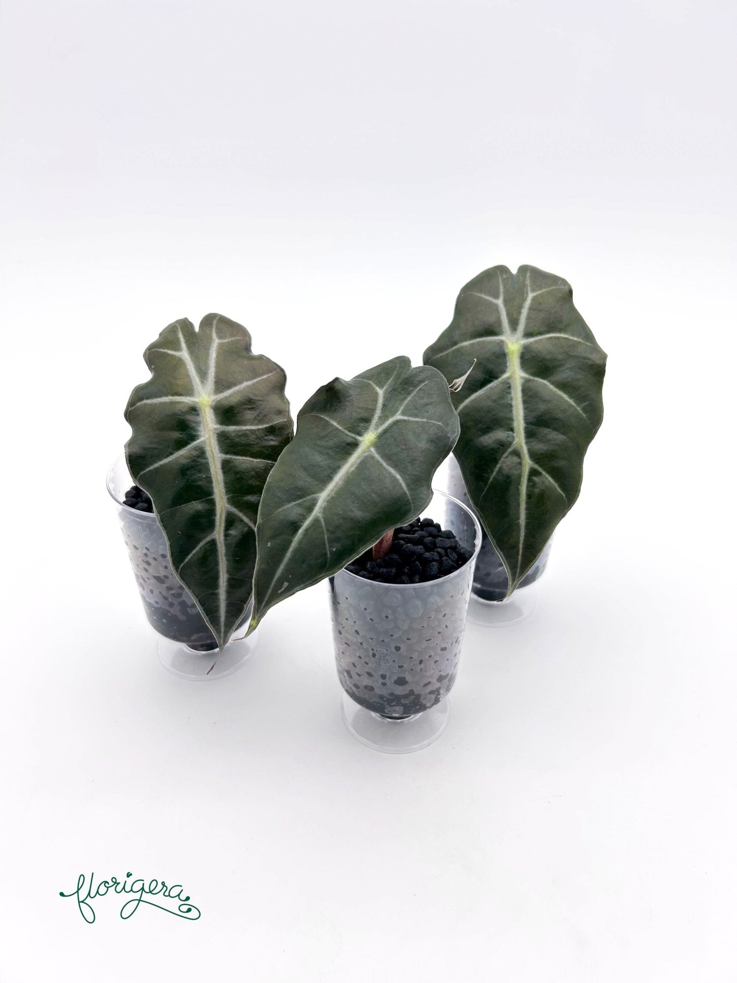 Alocasia &