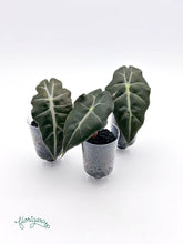 Alocasia &