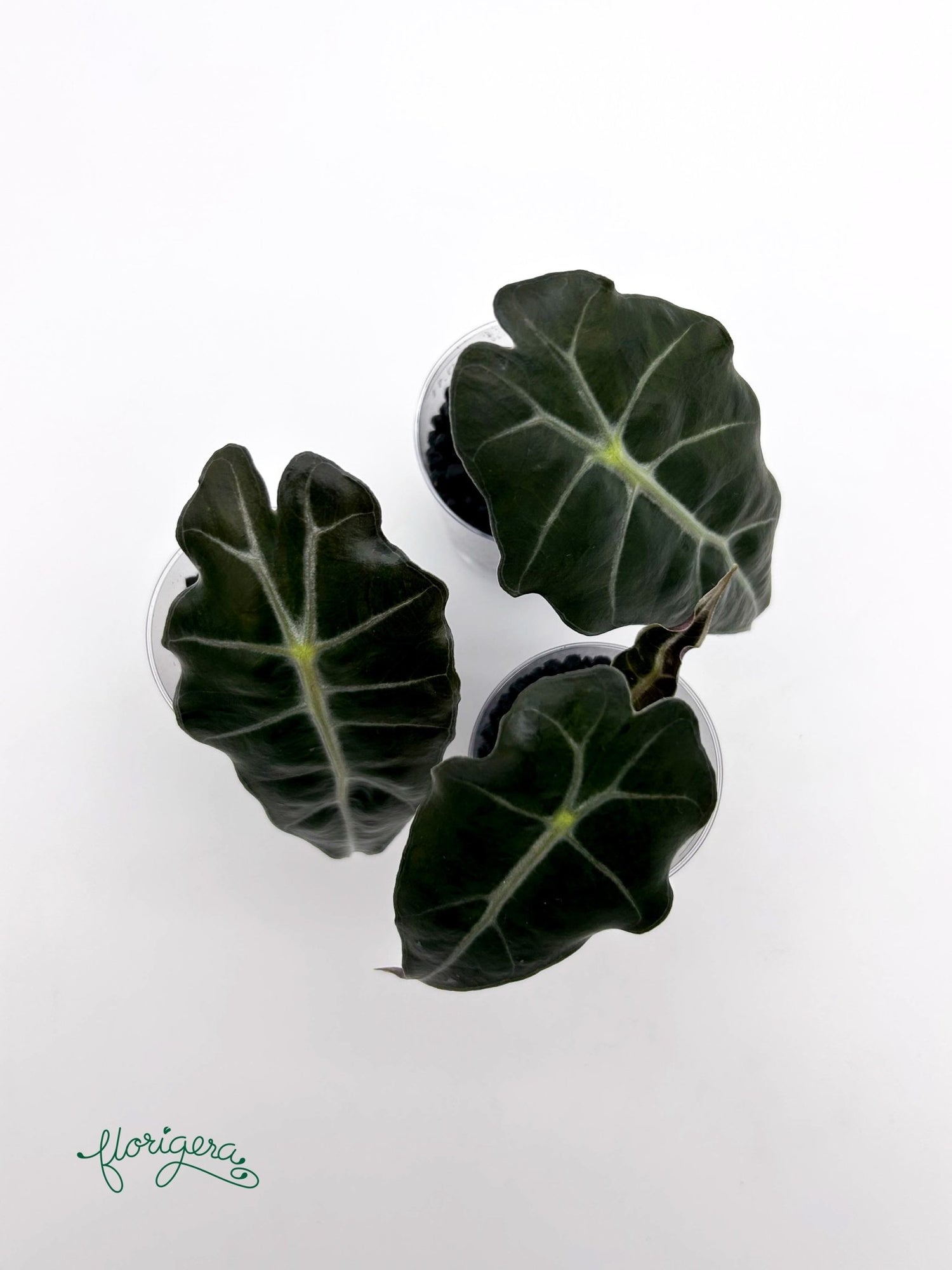Alocasia &