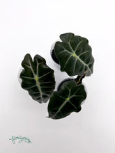Alocasia &