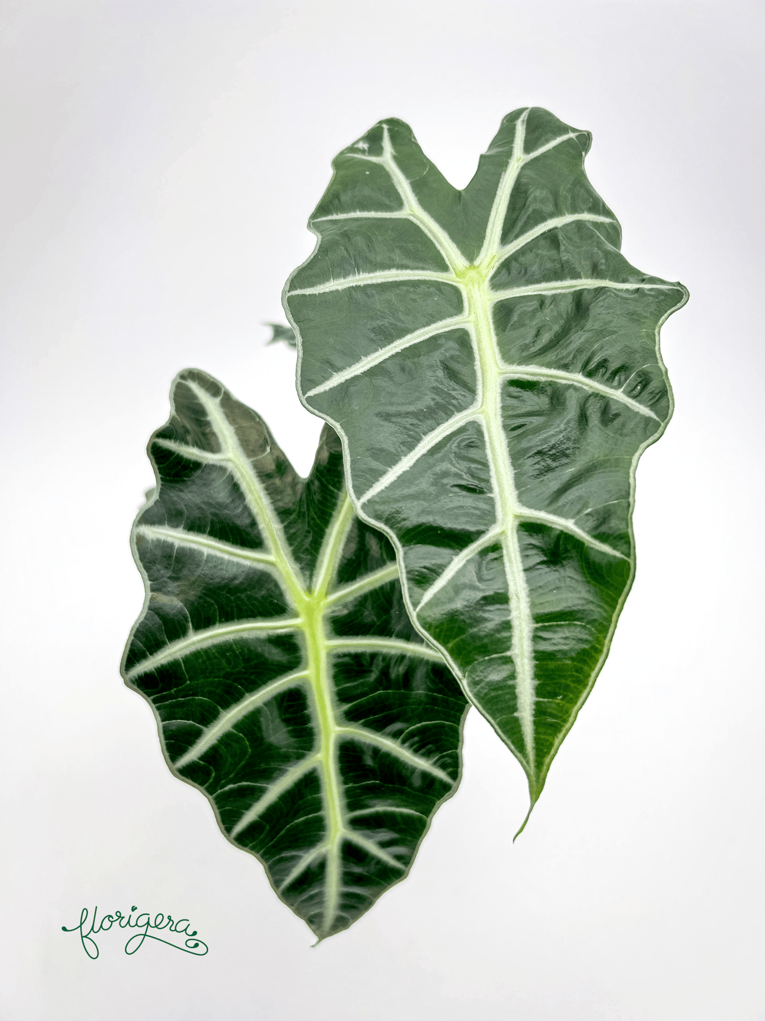 Alocasia &
