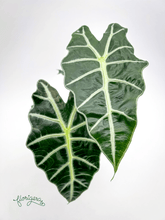 Alocasia &