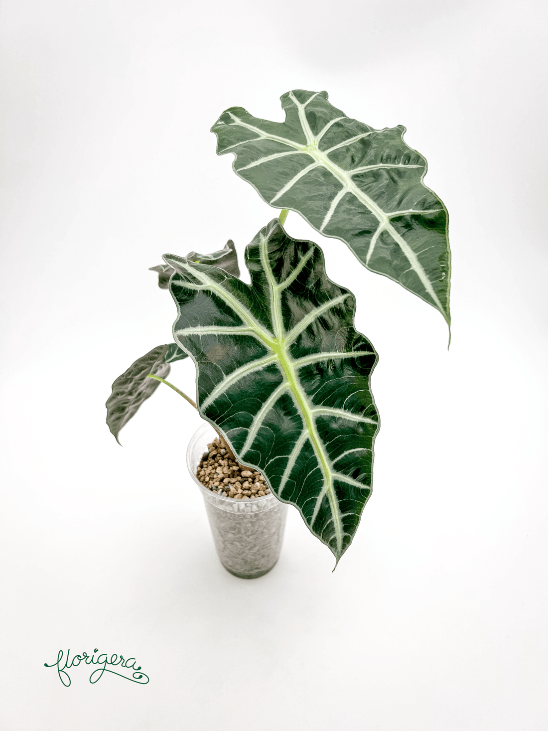 Alocasia &