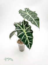 Alocasia &