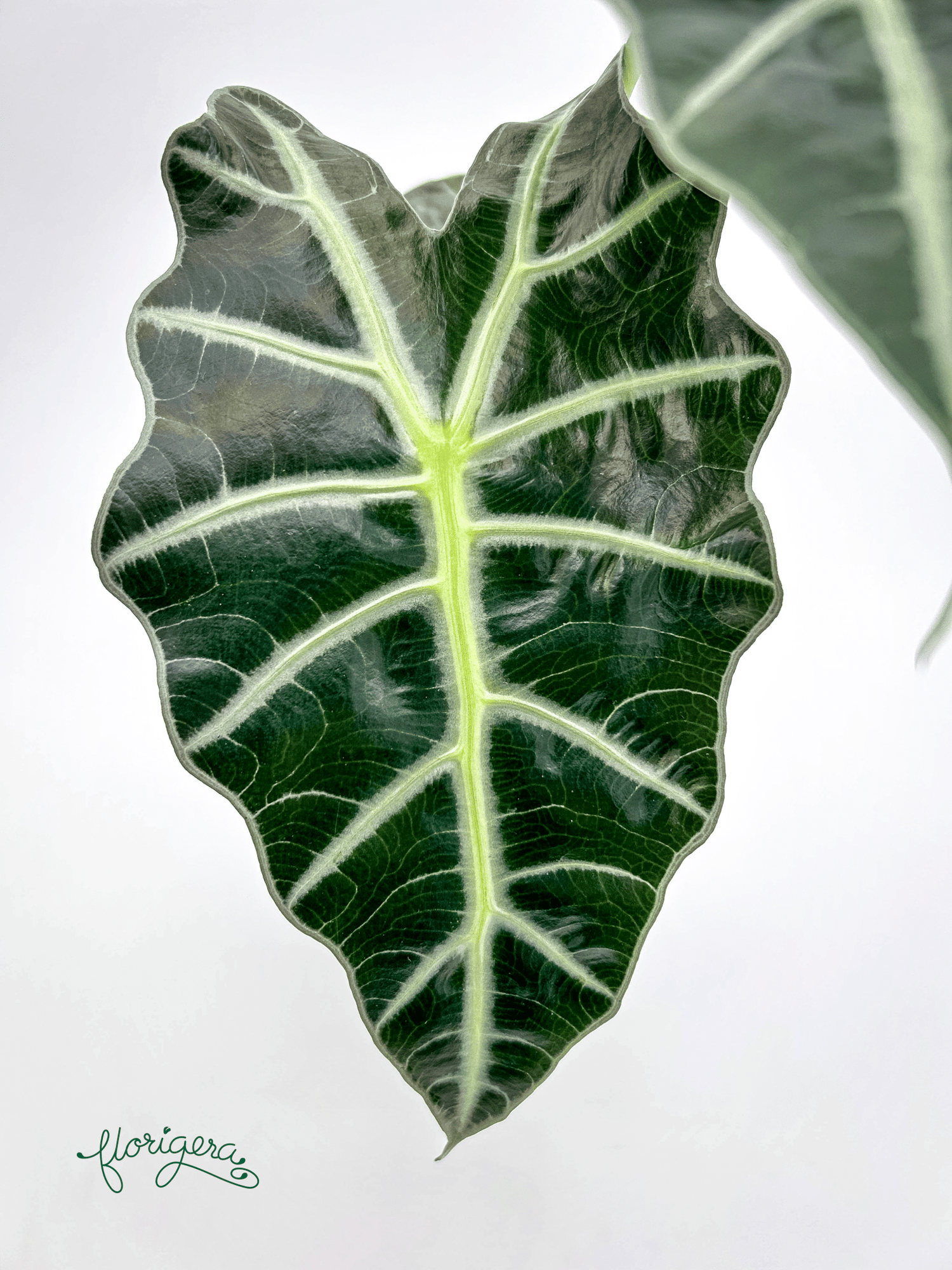 Alocasia &
