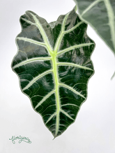 Alocasia &
