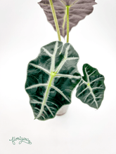 Alocasia &