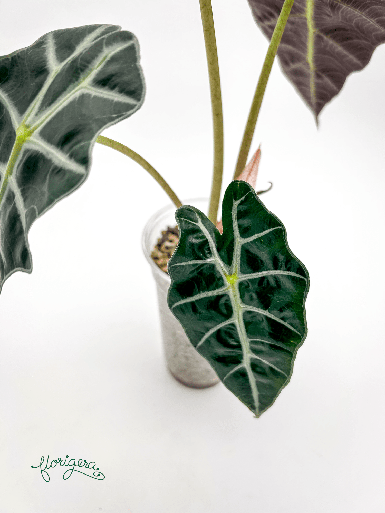 Alocasia &