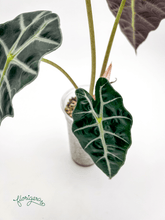 Alocasia &