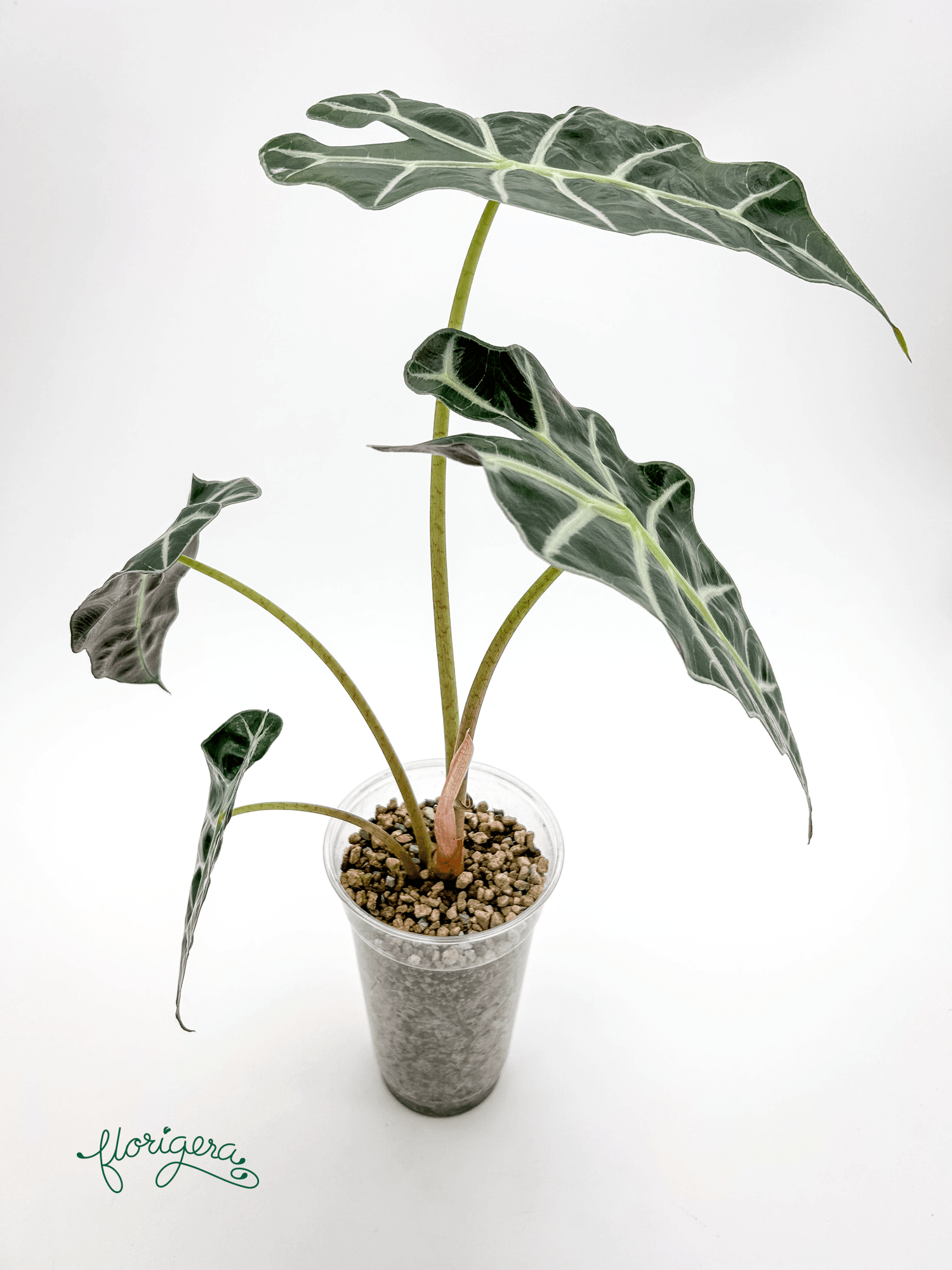 Alocasia &