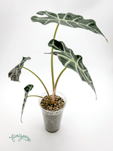 Alocasia &