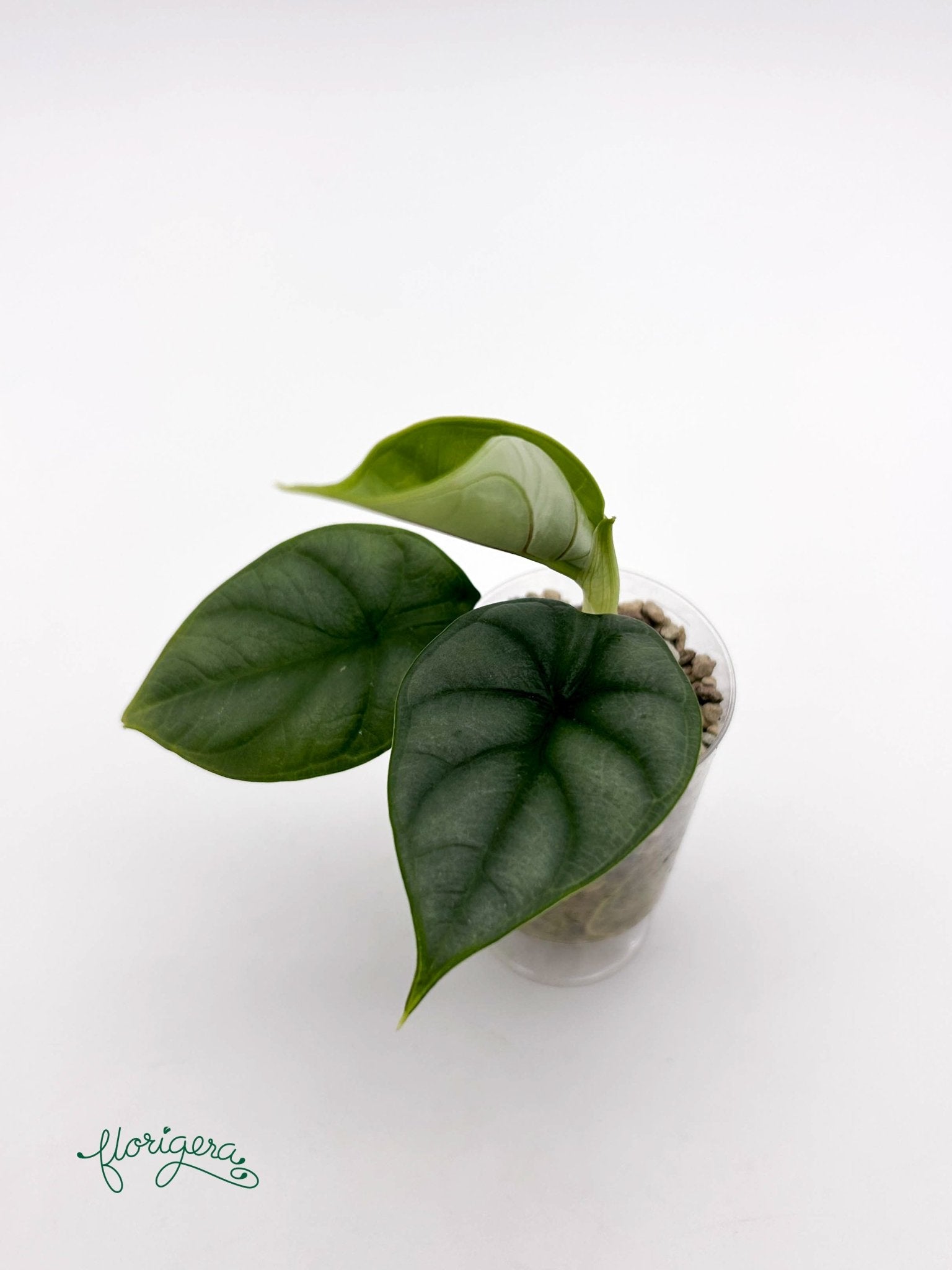 Alocasia Silver Dragon 2 - baby rastlinka - Florigera