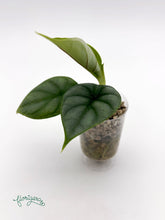 Alocasia Silver Dragon 2 - baby rastlinka - Florigera