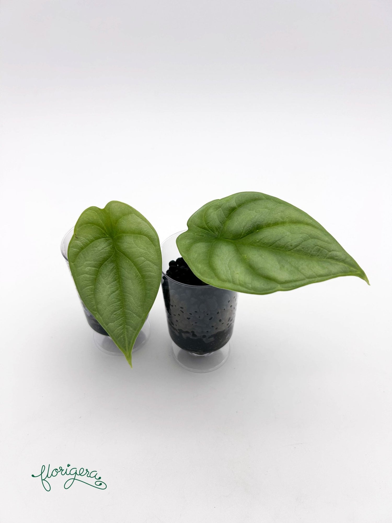 Alocasia Silver Dragon - baby rastlinka - Florigera