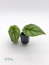 Alocasia Silver Dragon - baby rastlinka - Florigera