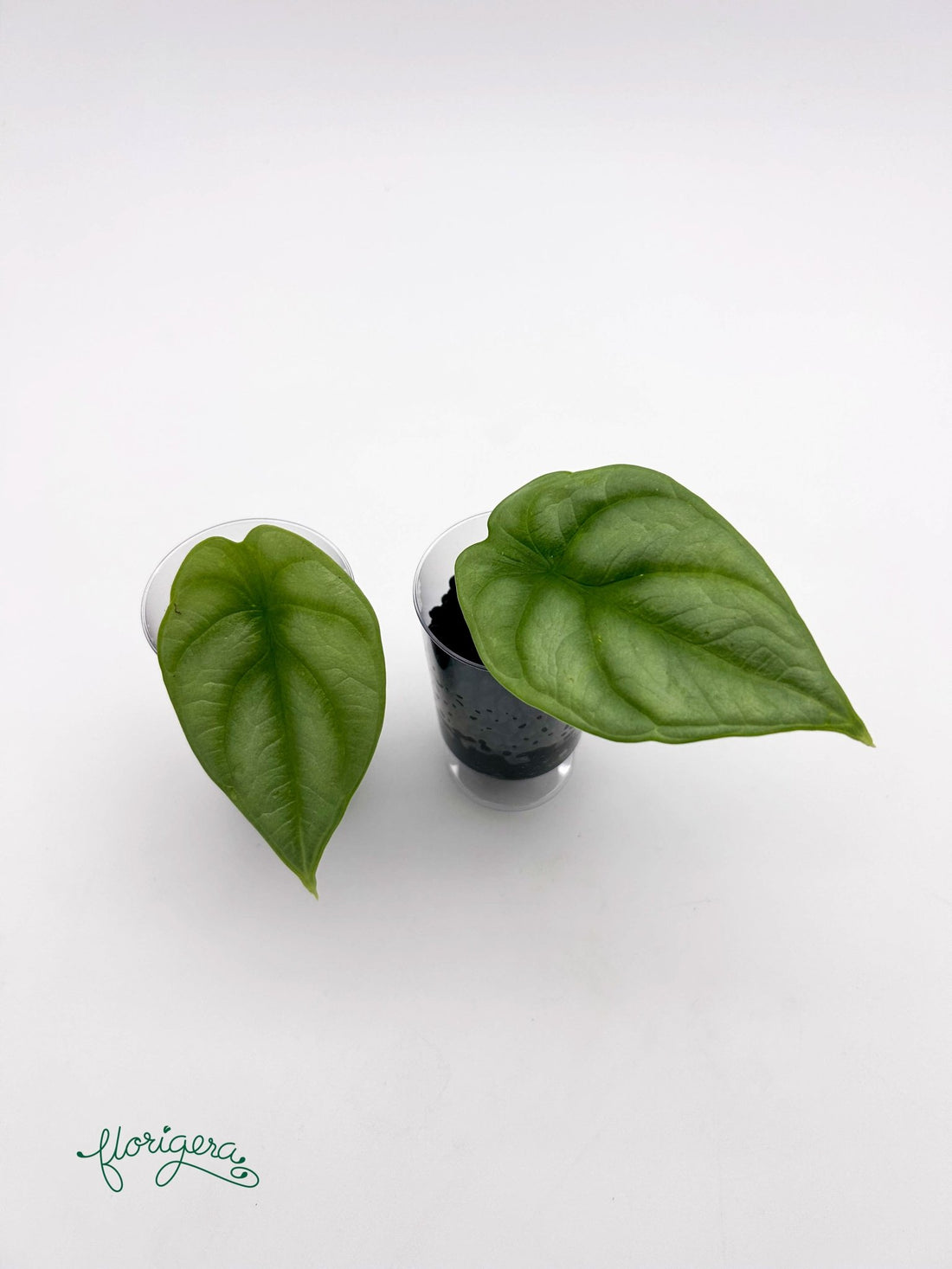 Alocasia Silver Dragon - baby rastlinka - Florigera