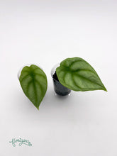 Alocasia Silver Dragon - baby rastlinka - Florigera