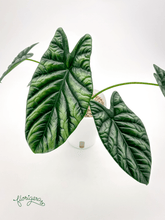 Alocasia Sinuata &
