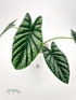 Alocasia Sinuata &