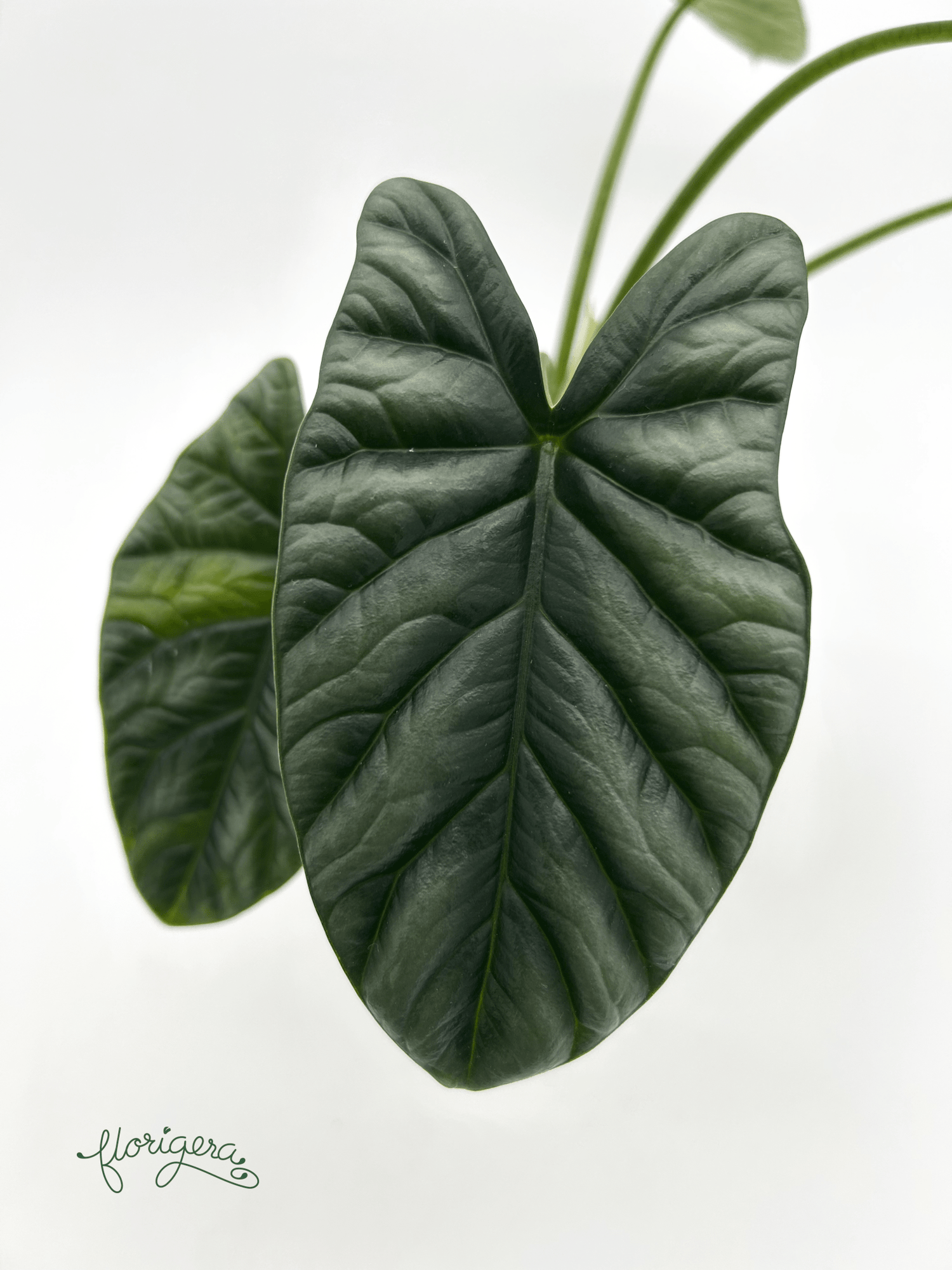 Alocasia Sinuata &