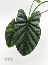 Alocasia Sinuata &