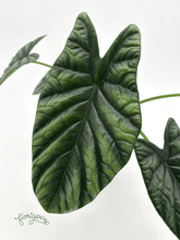 Alocasia Sinuata &